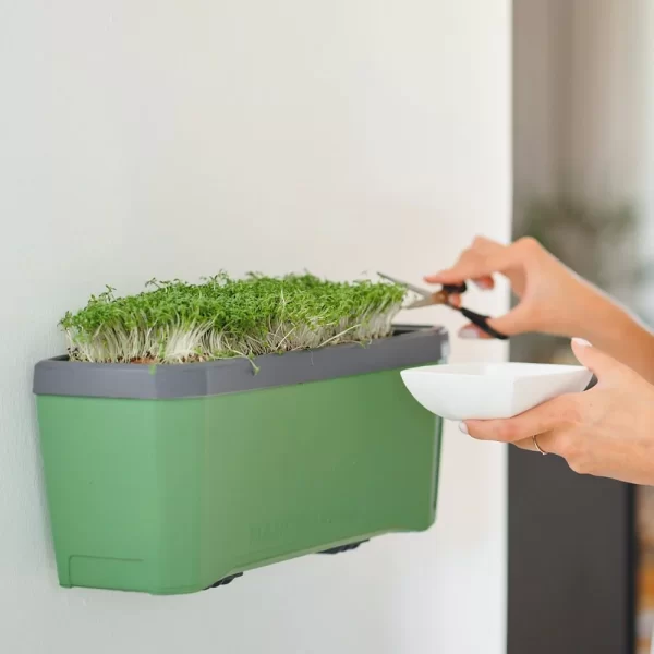 Micro greens kasvatamine